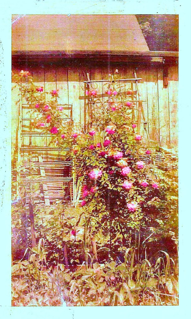 Grandmas Rose bush 1940s