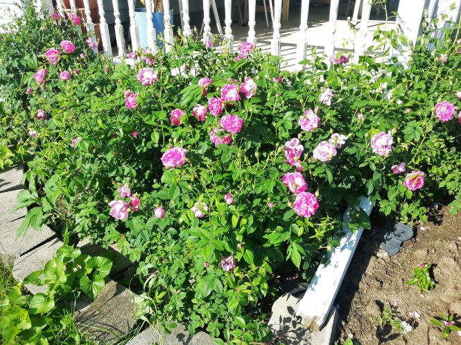 Grandmas Rose bush now