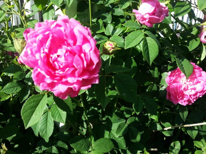 Grandmas Rose bush now3