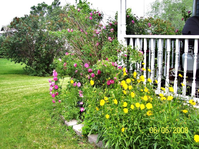 Grandmas Rose bush now6.jpg