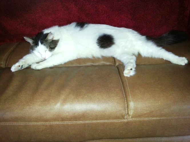 10814324_10203004807828826_719100619_n