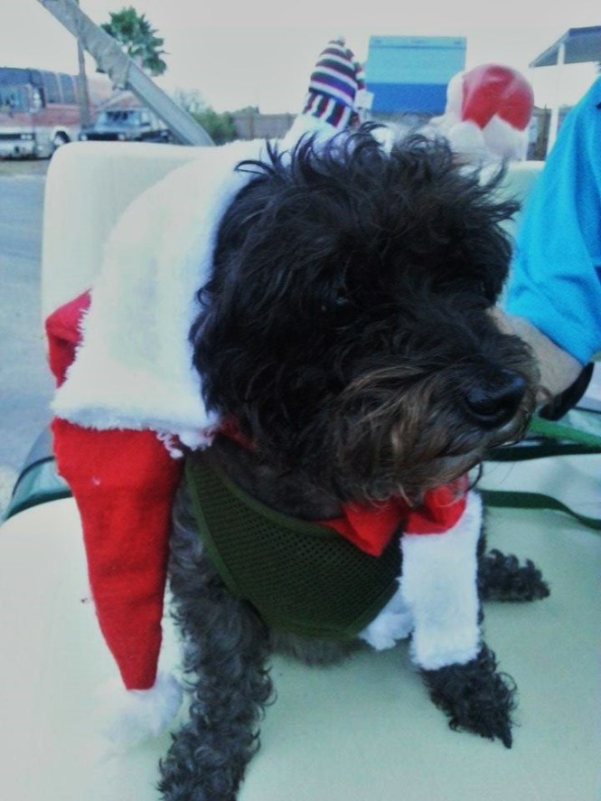 10850361_10203098987943270_1487271591_n