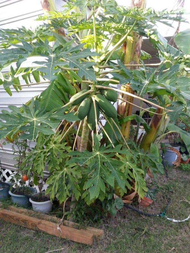 10867119_10203089013013903_51543420_n