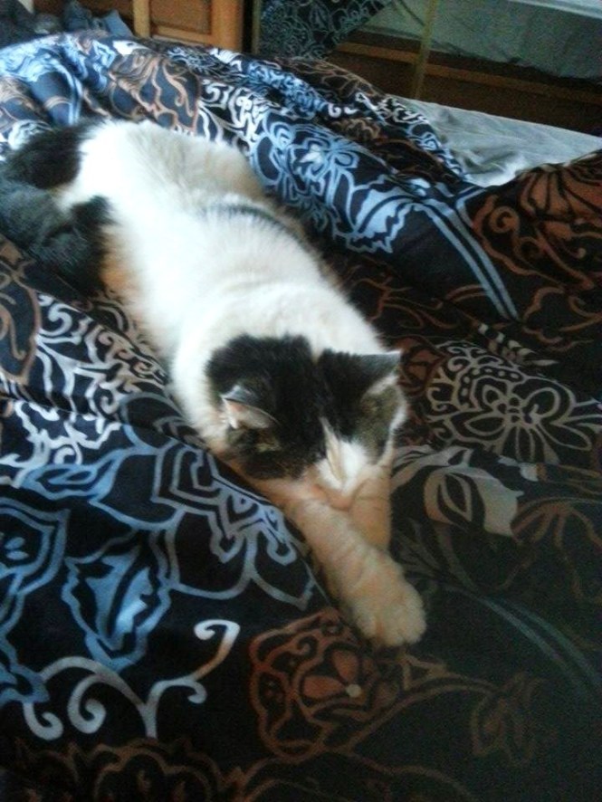 11117629_10203880046909256_183415680_n