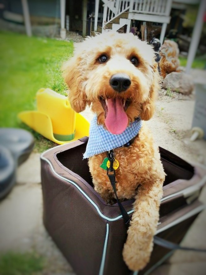 11216127_10203995565077138_1212409048_n