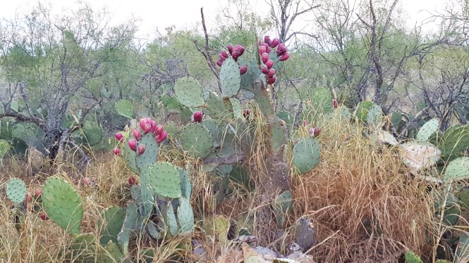 11894772_10204632052188918_1257538392_o