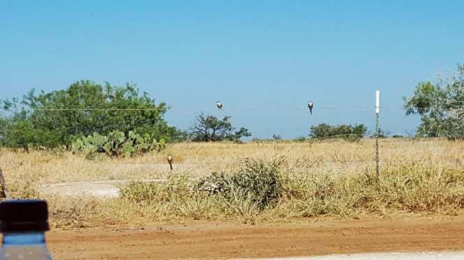 11939902_10204630014377974_274552039_o