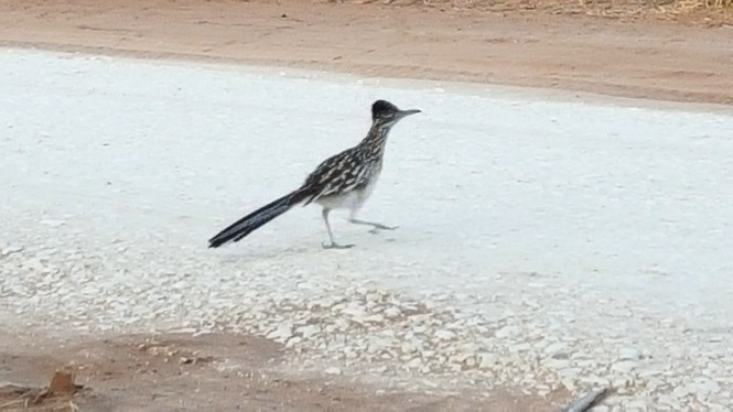 11986290_10204670052338898_1899265024_o