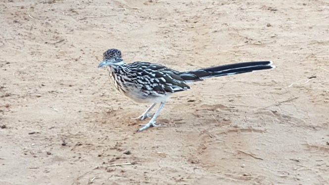 11990957_10204670043378674_1945196066_o