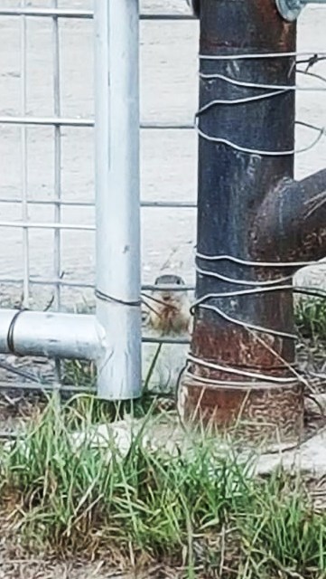 12167389_10204920764726551_1644263777_n