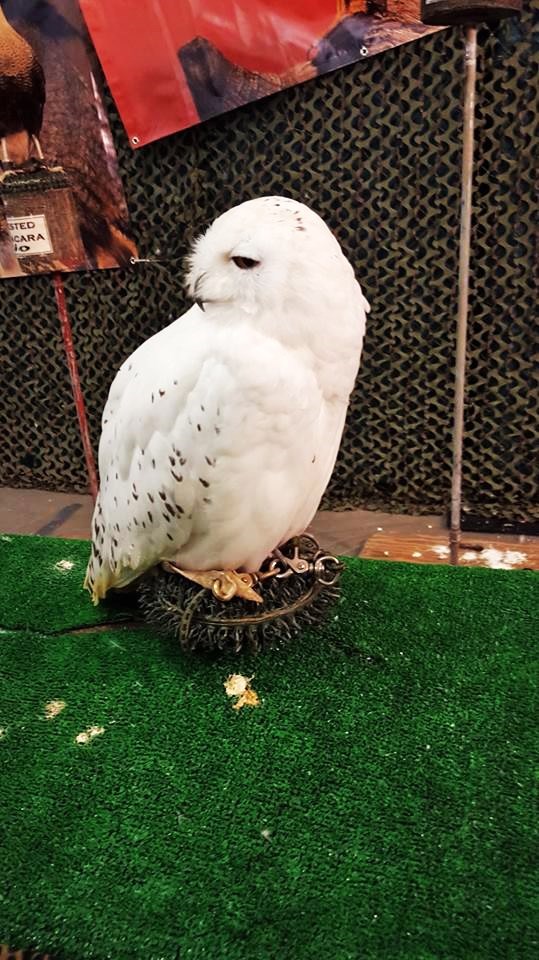 12208232_10205015845823519_1811941110_n