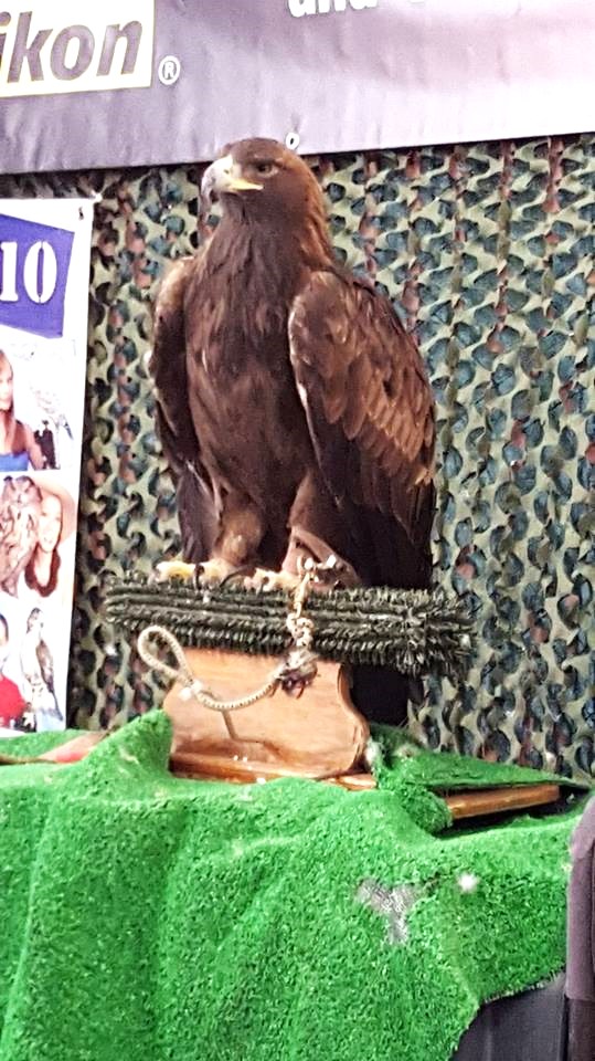 12231354_10205015732700691_1306165592_n