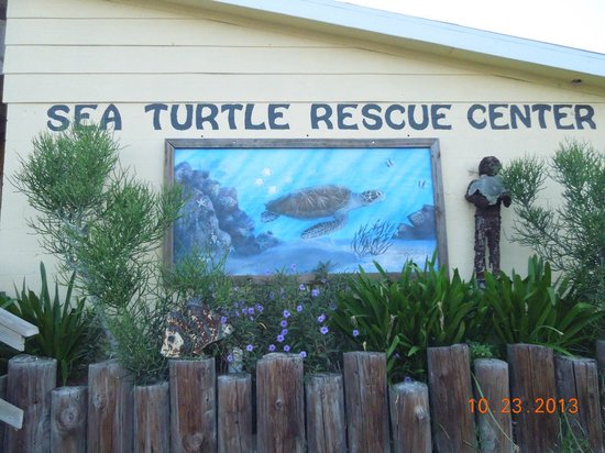 sea-turtle-inc