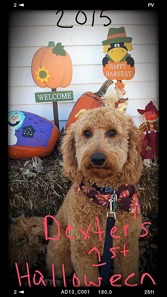 11996913_10205439584654630_4553017671839495257_n