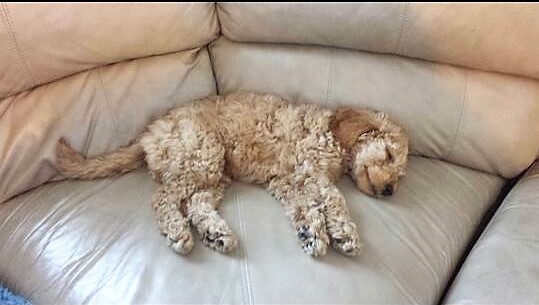 14141535_10207304215789243_570776231790250847_n