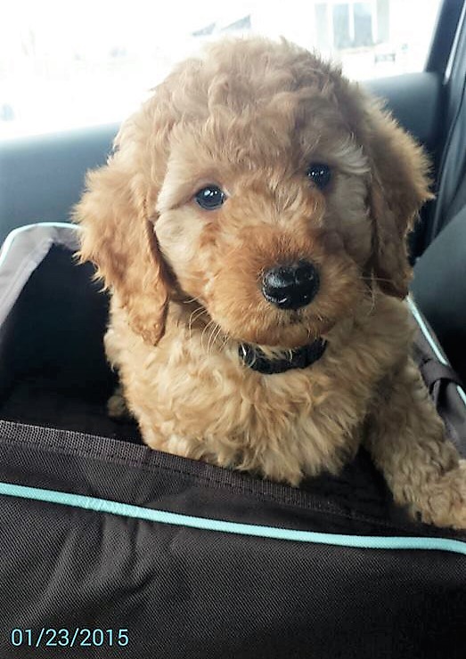 15178243_10208037329036616_362648684800339482_n