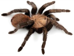 1460670524_texas-tan-tarantula7108306090916064832.jpg